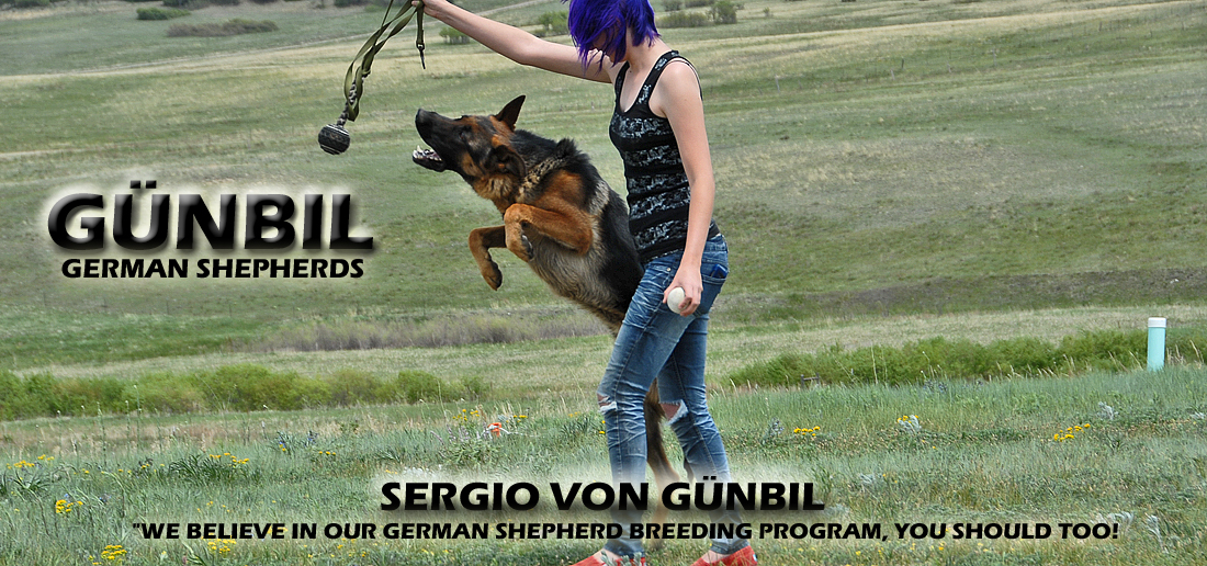 German Shepherd in obedience heel with trainer