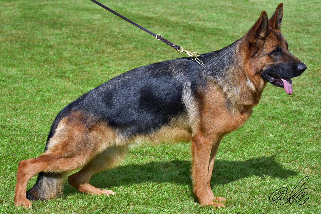 Dam: Barbel von Gunbil Imports — champion German Shepherd female in Colorado