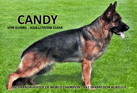 Dam: Candy von Gunbil
