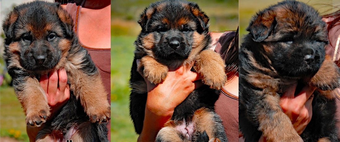 German Shepherd puppy from Gunbil German Shepherds playing outdoors in Colorado