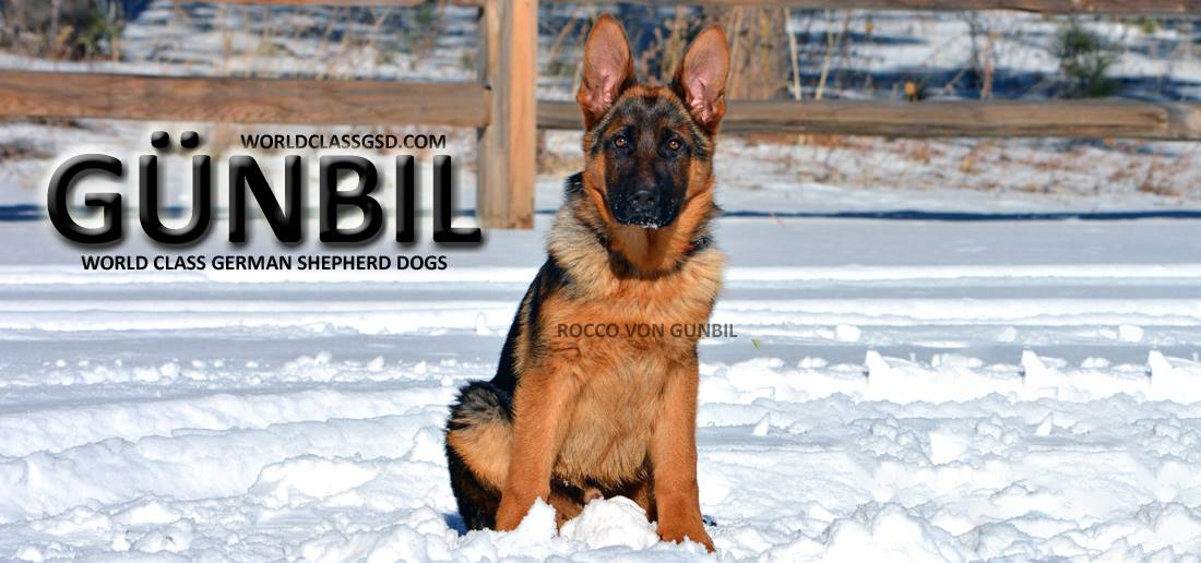 German Shepherd hero image
