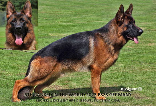 Sire: Krassus von Gunbil