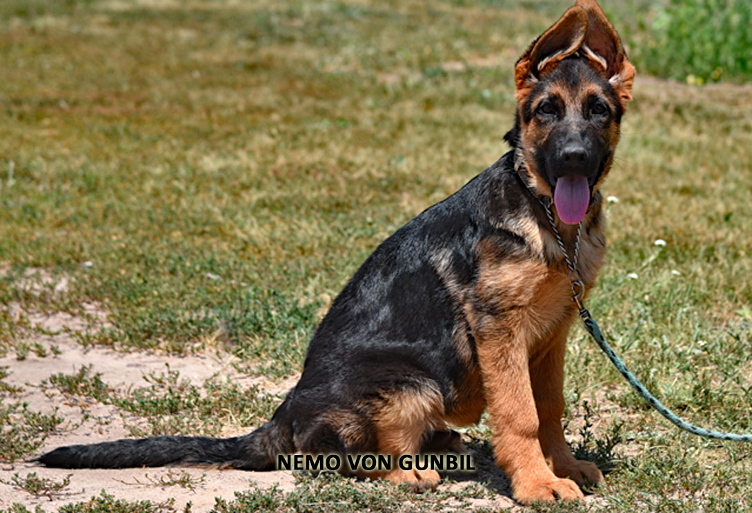 Nemo von Gunbil — trained German Shepherd puppy