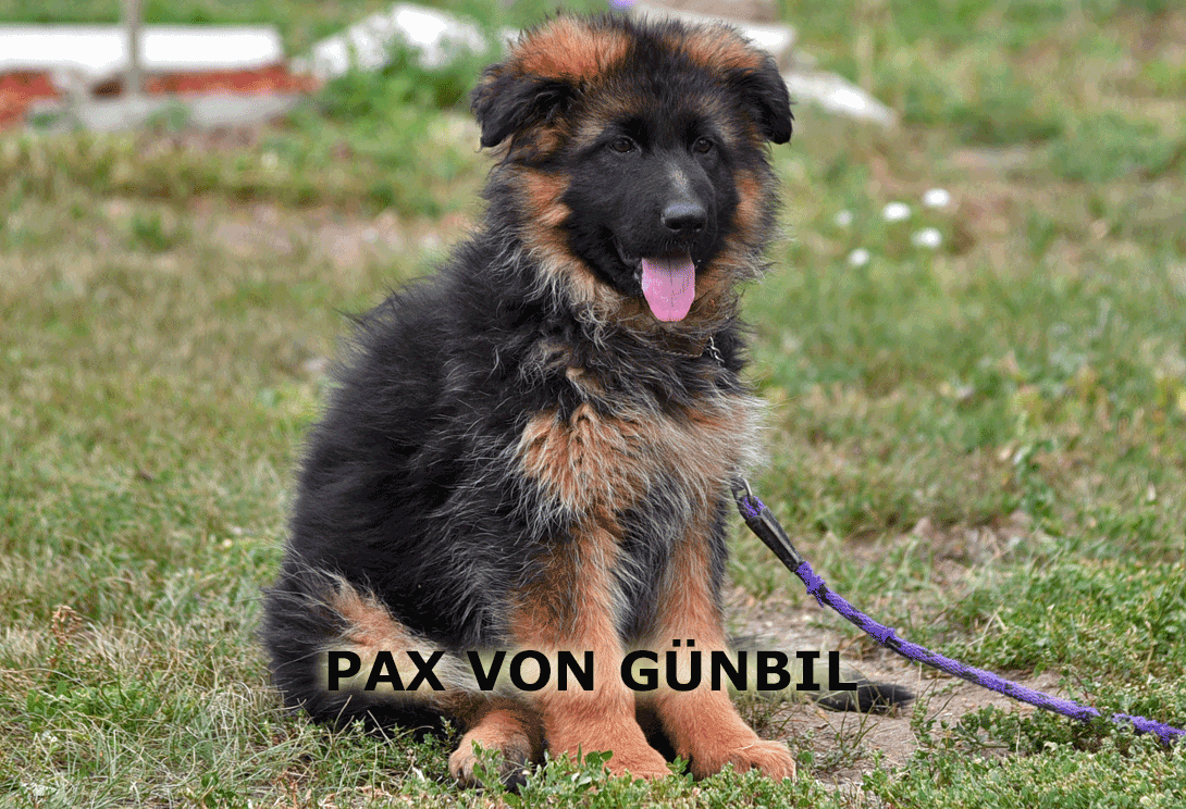 Pax von Gunbil – female German Shepherd puppy for sale in Colorado from world-class bloodlines