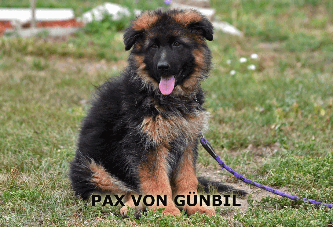 Pax in a down-stay