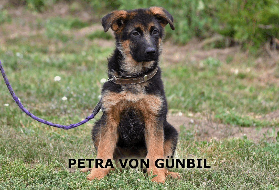 Petra von Gunbil – female German Shepherd puppy for sale in Colorado from champion bloodlines