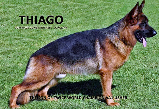Sire: Thiago von Gunbil Rochele