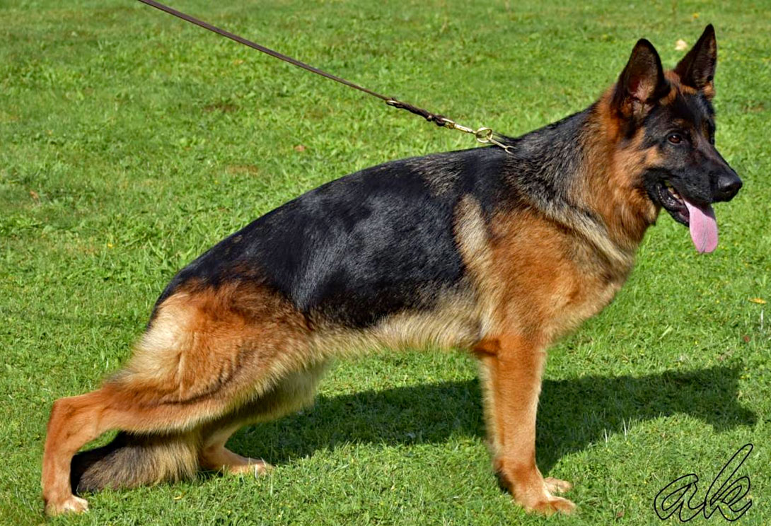 Dam: Yoko von Gunbil Imports — champion German Shepherd female in Colorado